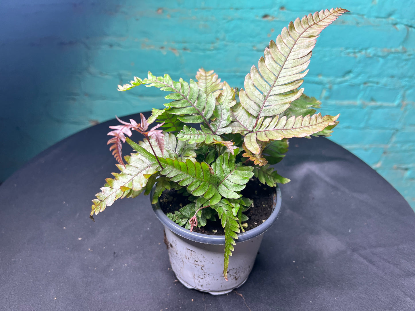Pteris cretica ‘Mayii’- Silver Brake Fern 4”