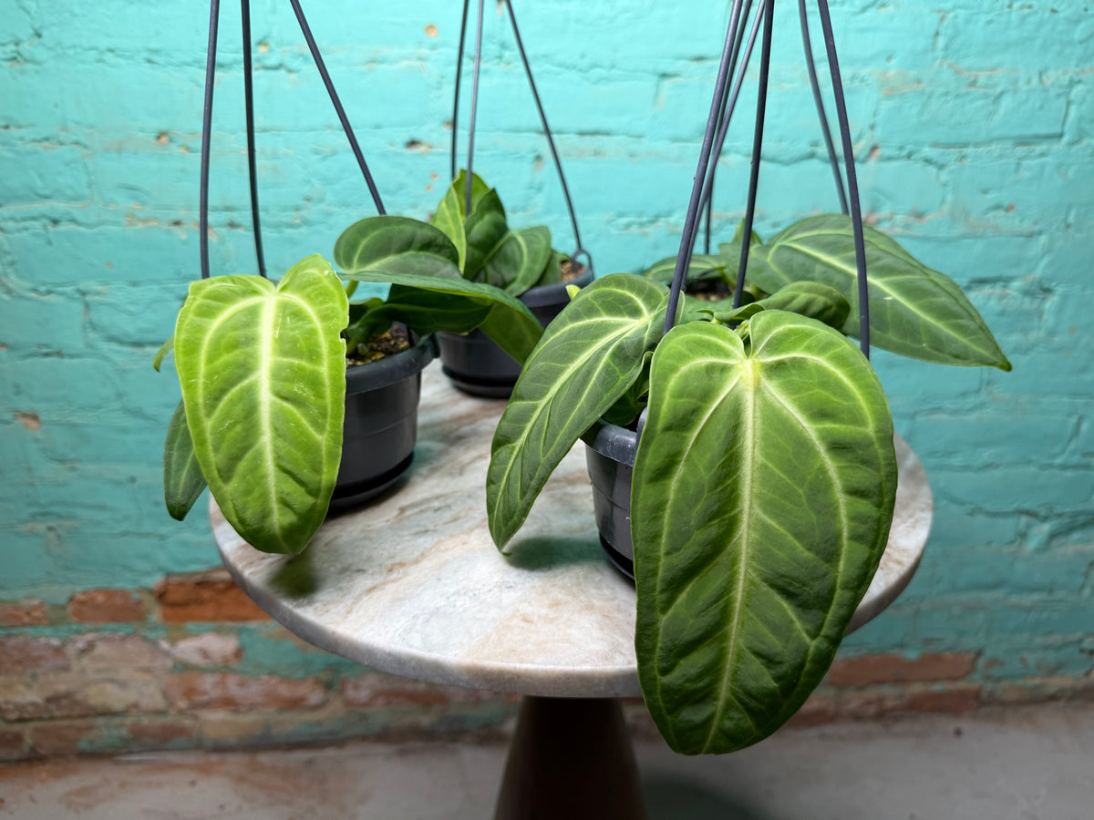 Anthurium Villenaorum 4” Basket