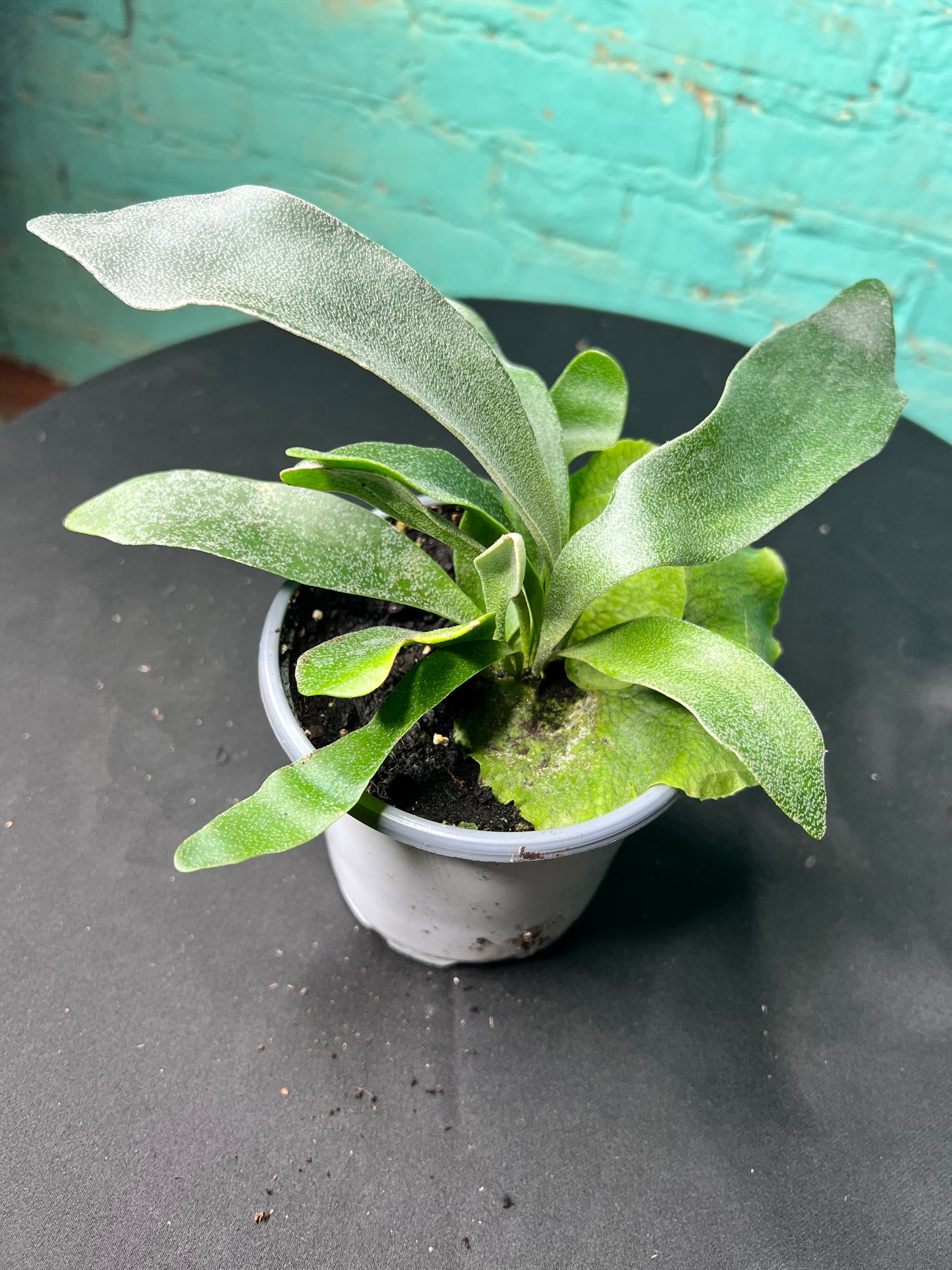Staghorn fern 4”