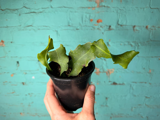 Epiphyllum Curly 4” ‘Orchid Cactus’