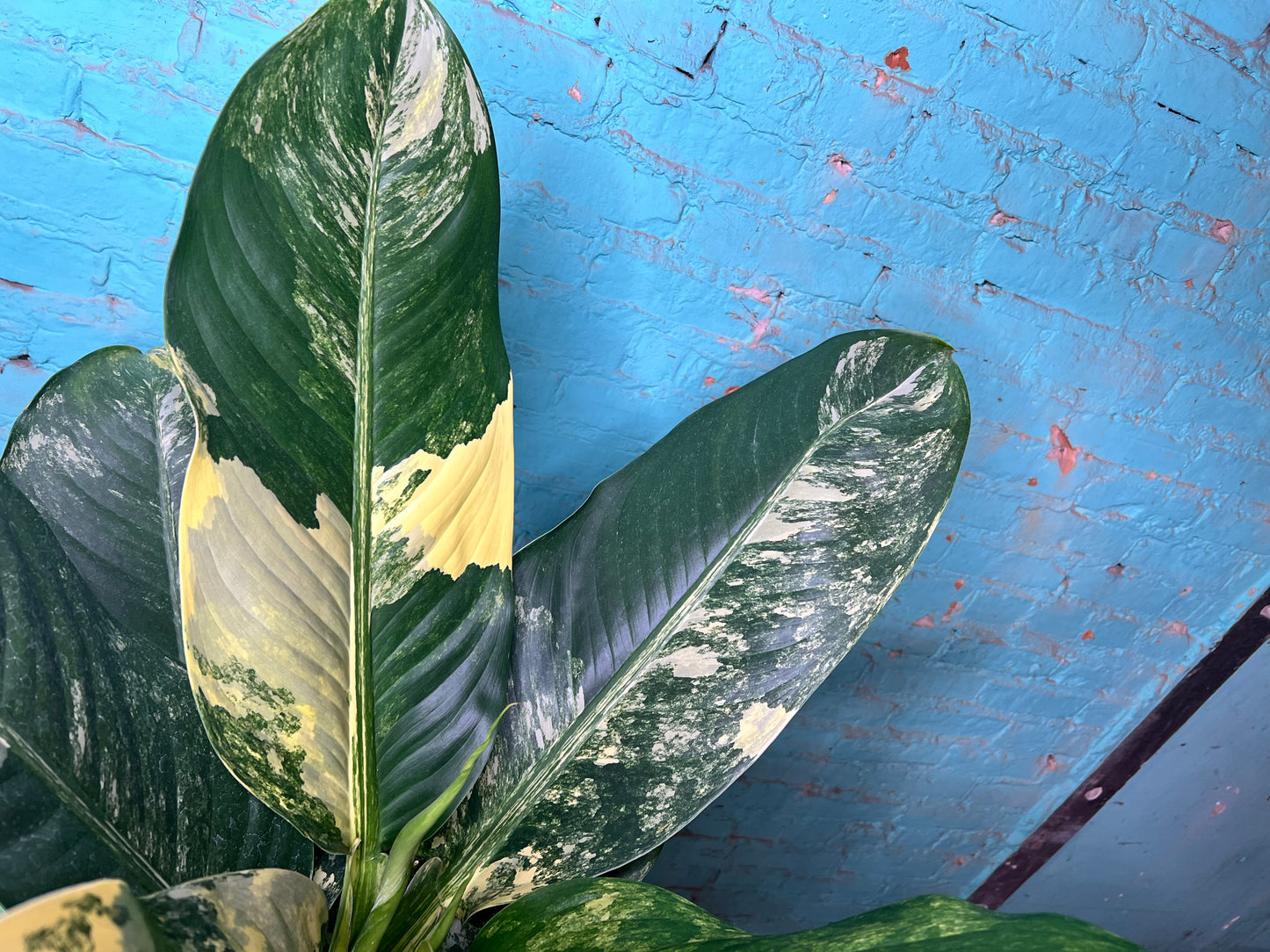Dieffenbachia 'Big Ben' Variegated