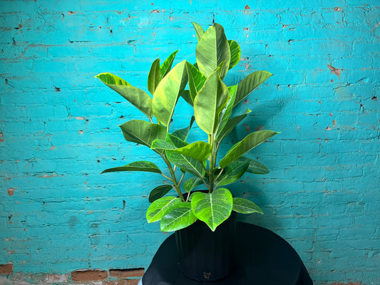 Ficus microcarpa ‘Golden Gem’ 
 10”