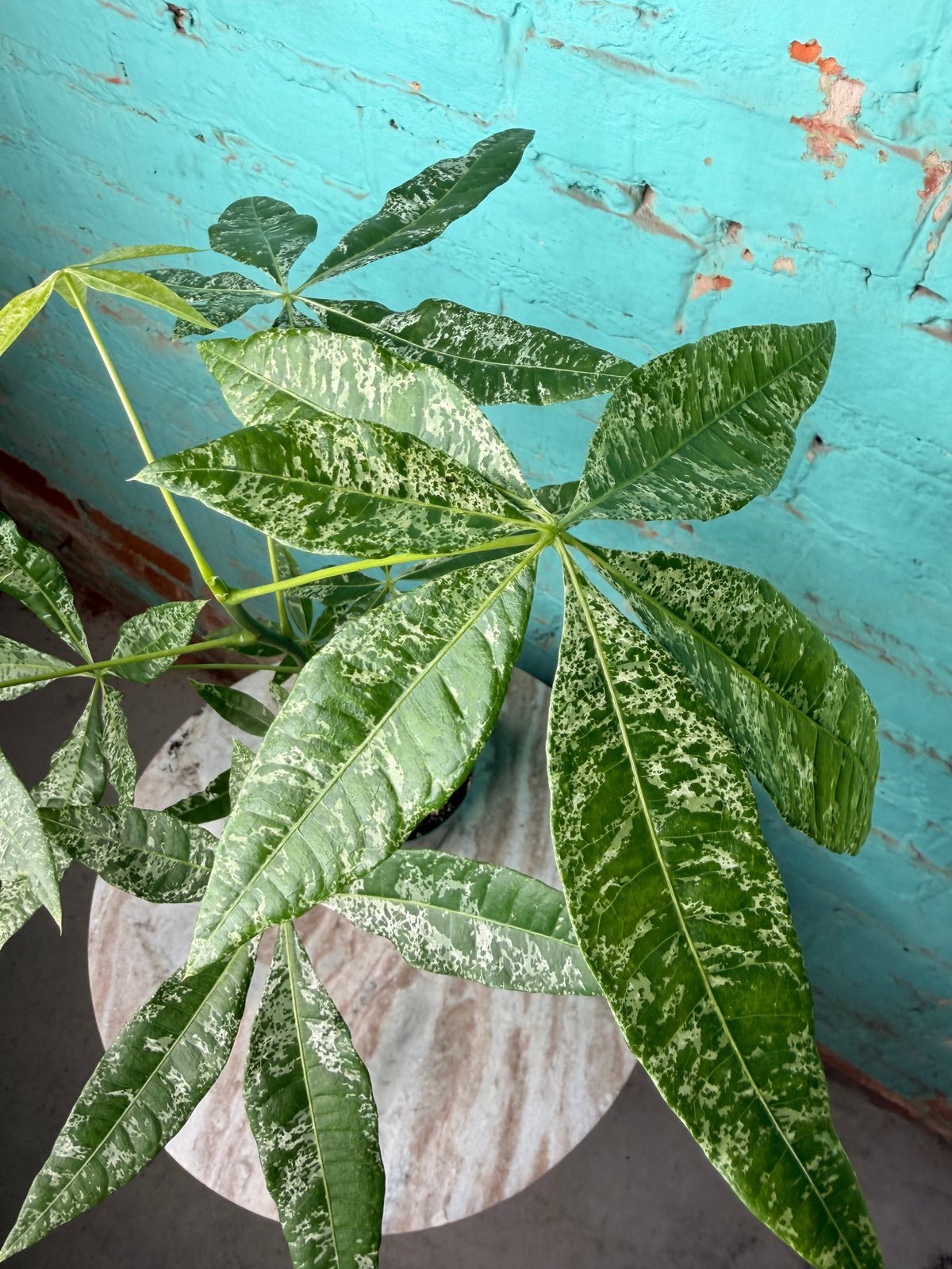 Money Tree Variegated 4”