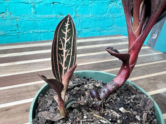 Jewel Orchid Ludisia discolor 4”