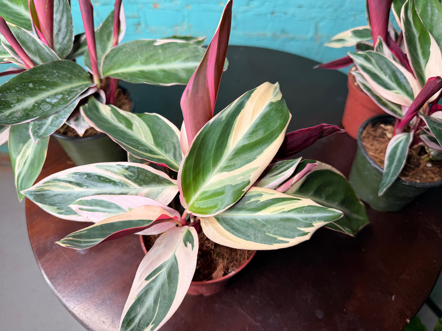 Stromanthe Trio Star 4”