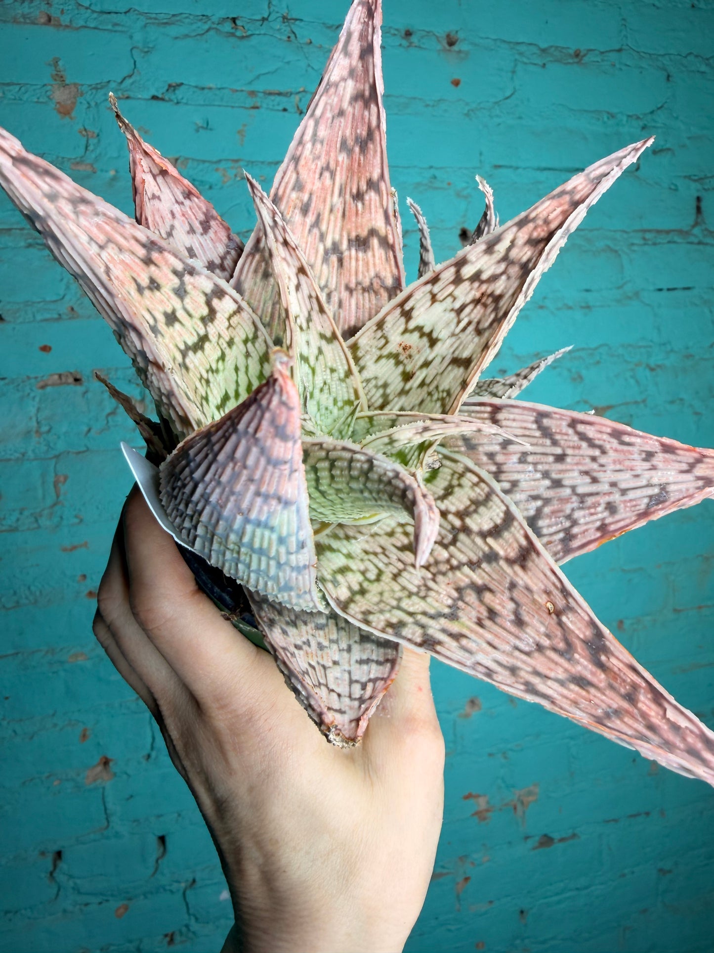Cosmo Aloe pink 4”