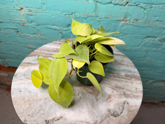 Philodendron Heart Leaf Neon 4”