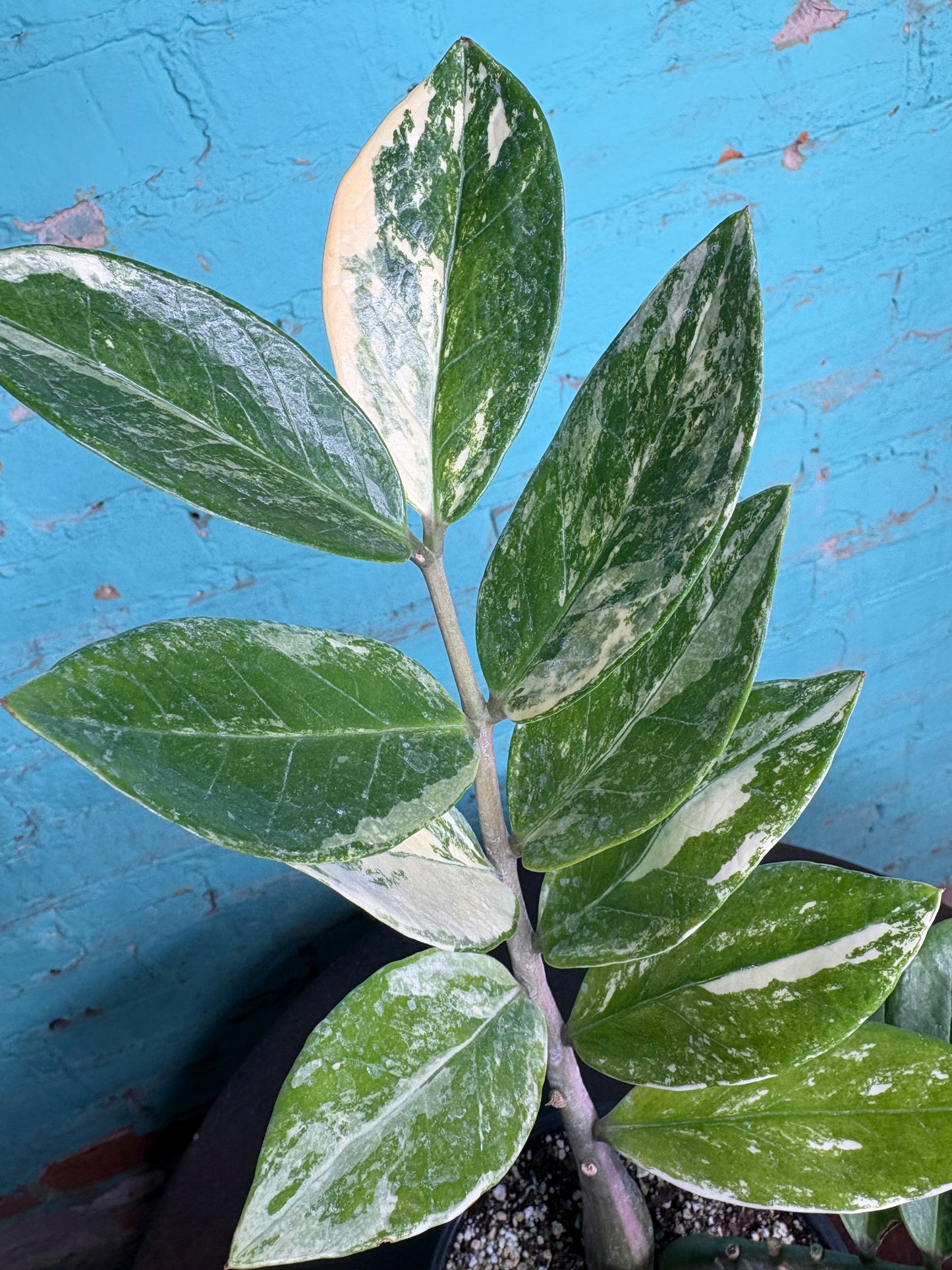 ZZ plant Variegated