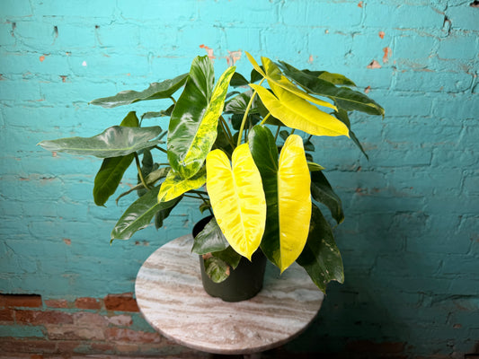 Philodendron Burle Marx Variegated 6”