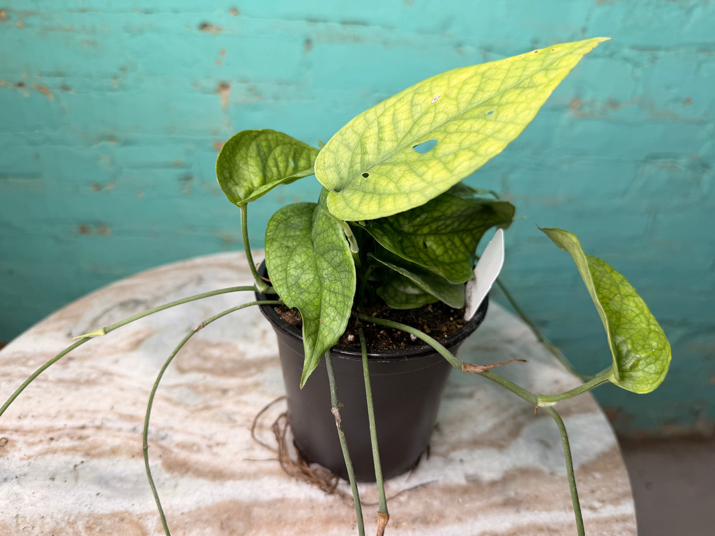 Amydrium Medium Silver 4” (“Monstera Spider-Man)