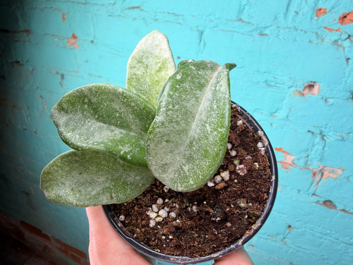 Hoya Nova Ghost 4”