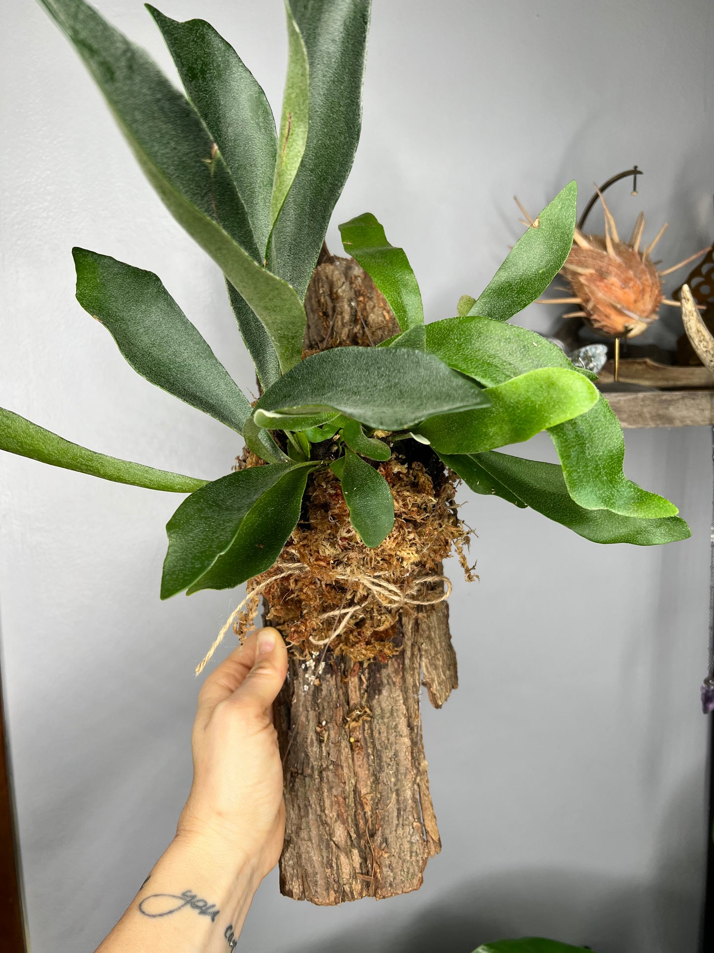 Staghorn Mount- Bark