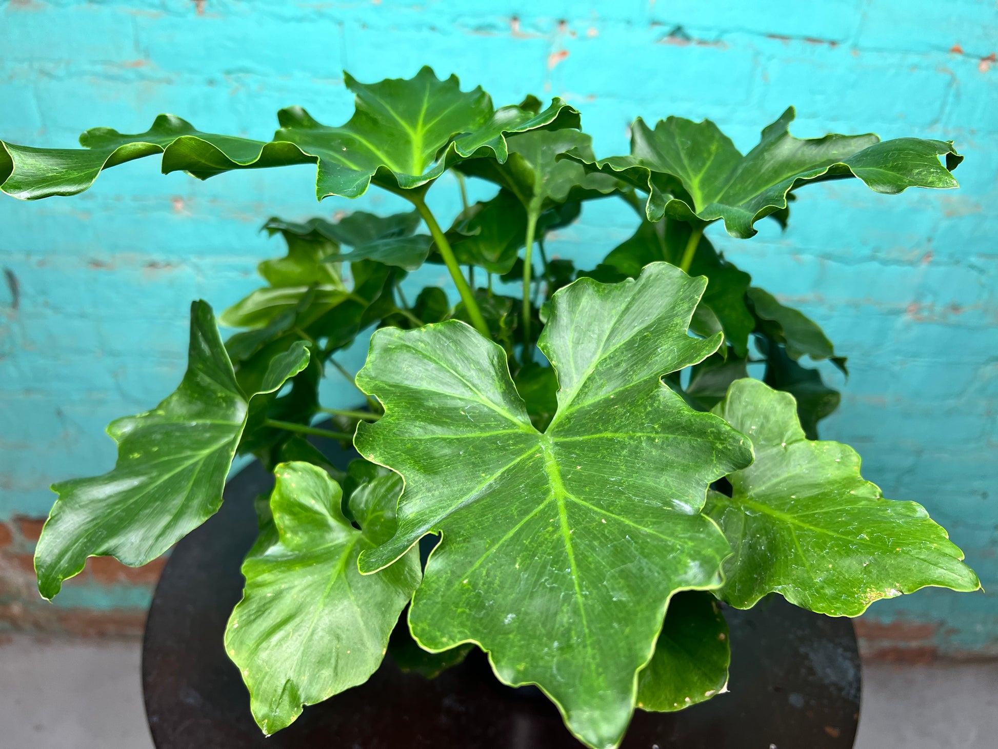 6 leaf philodendron Hope Selloum Philodendron - 6" Pot