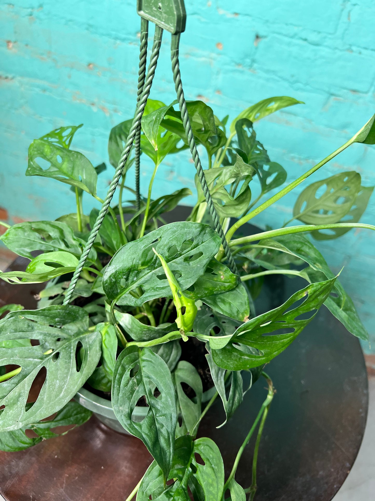 Swiss Cheese 8” basket