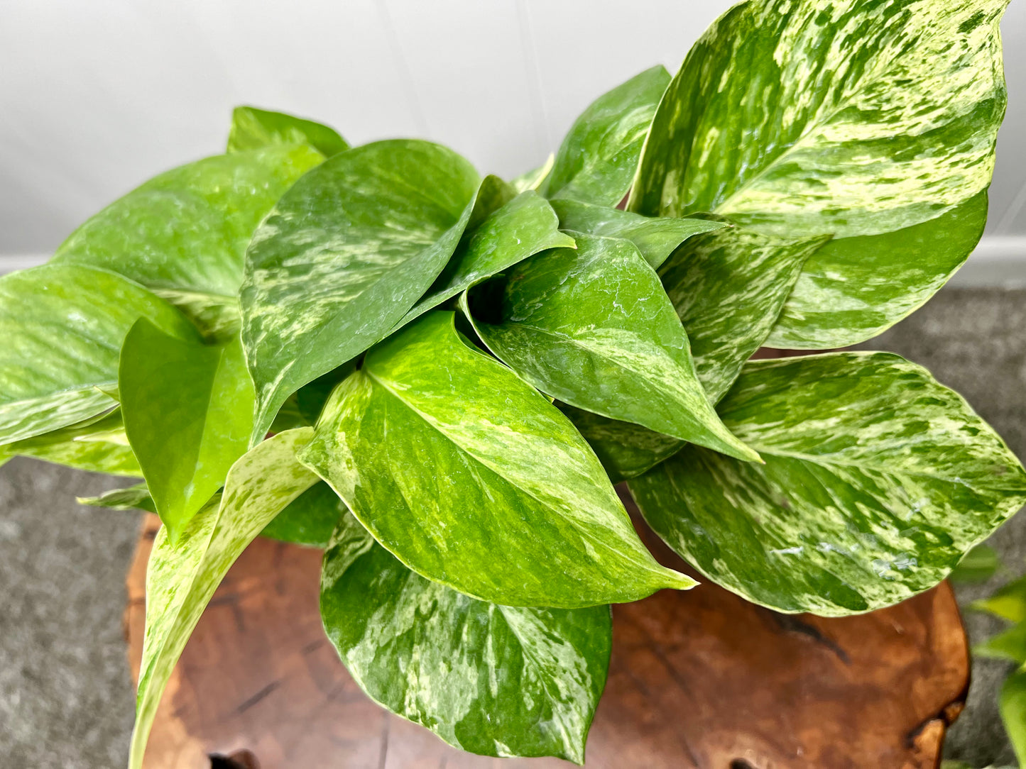 Marble Queen Pothos