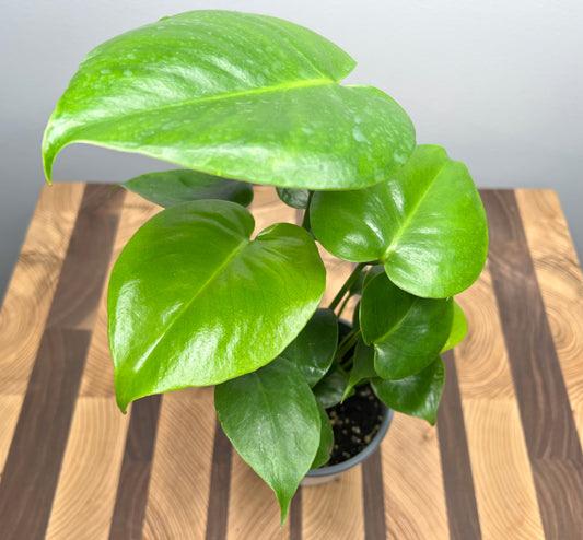 Monstera Deliciosa (full 4inch pot)