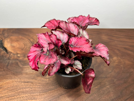 Begonia Red Kisses