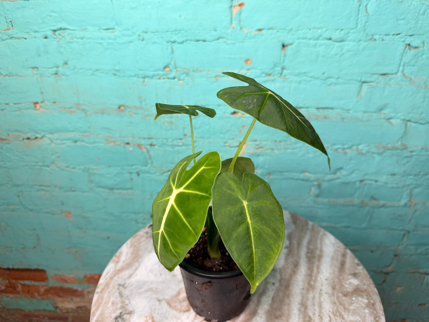 Alocasia Frydrek 4”