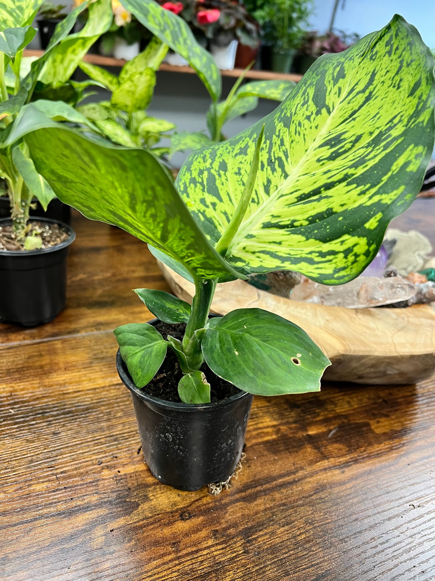 Dieffenbachia CROCODILE