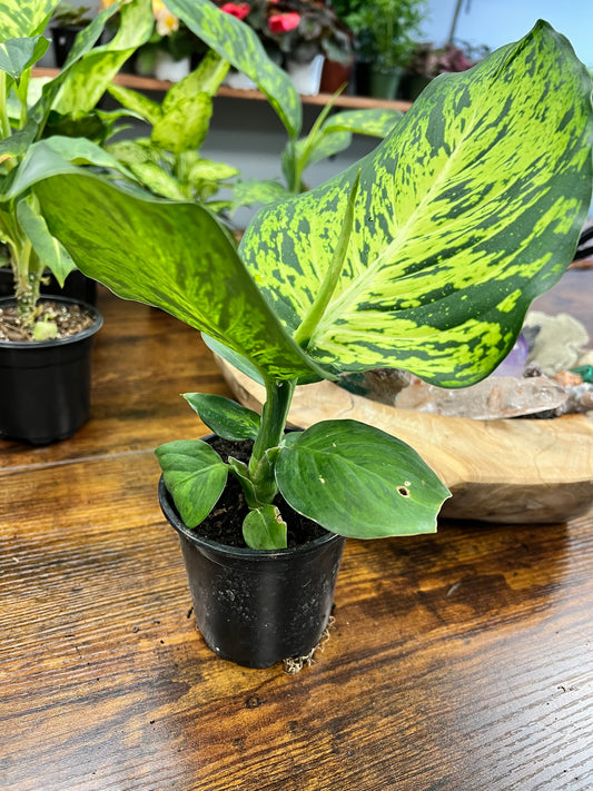 Dieffenbachia CROCODILE