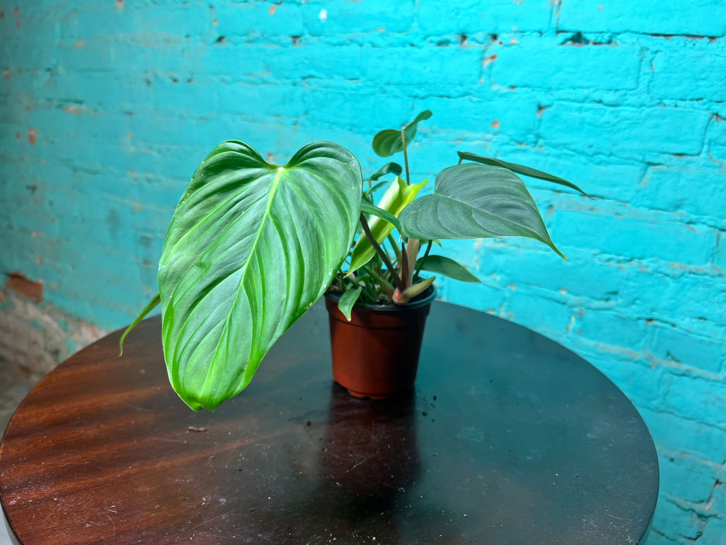 Philodendron Fuzzy Petiole 4”