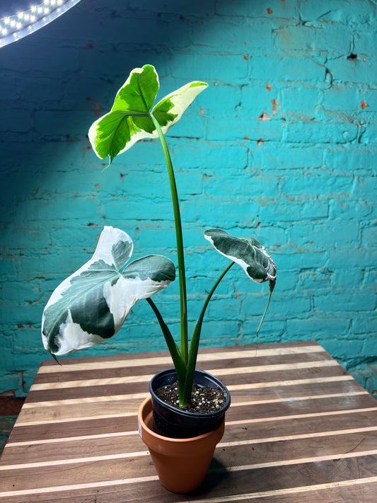 Alocasia-Mickey Mouse 4”
