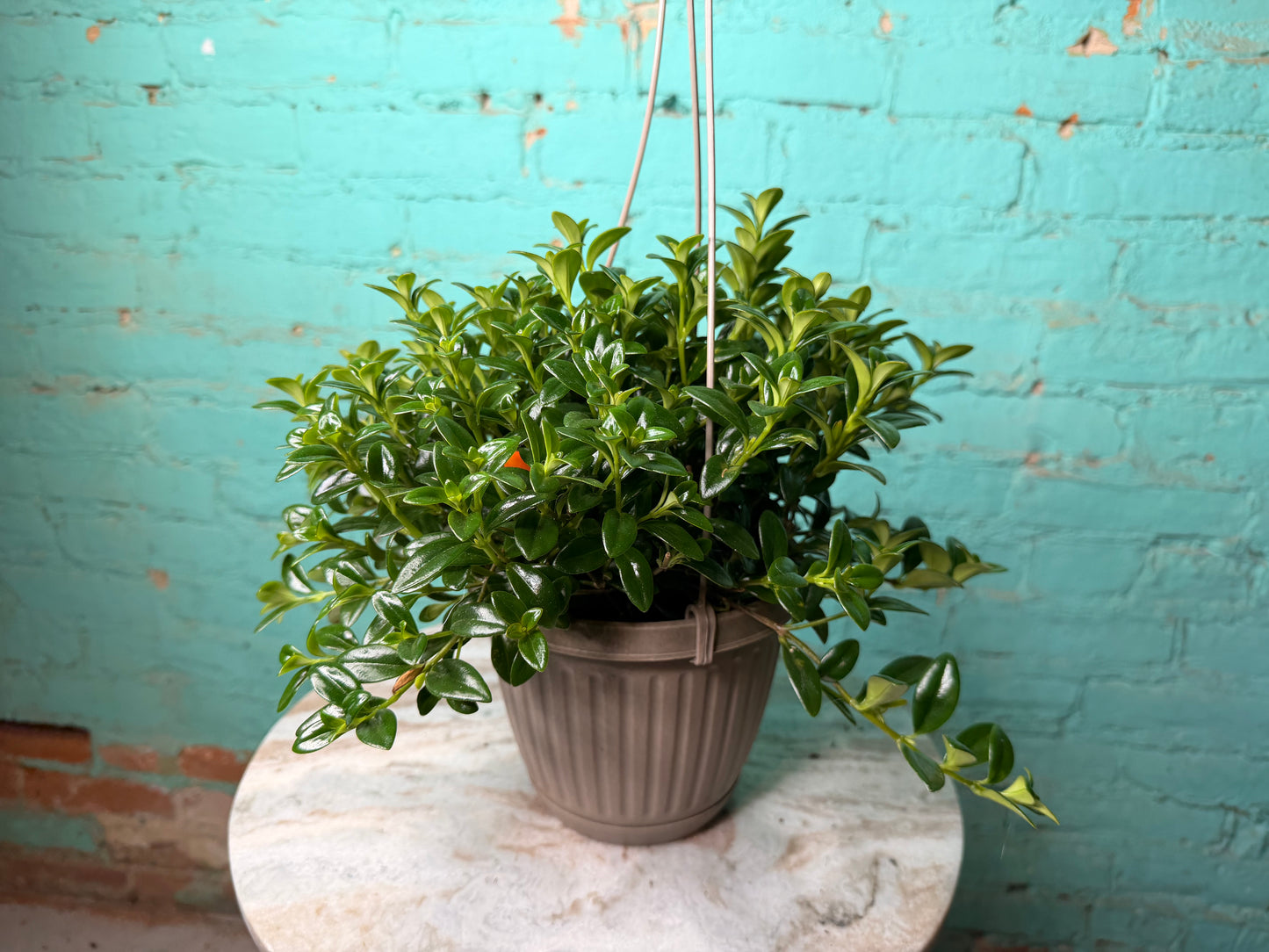 Goldfish plant 6” basket