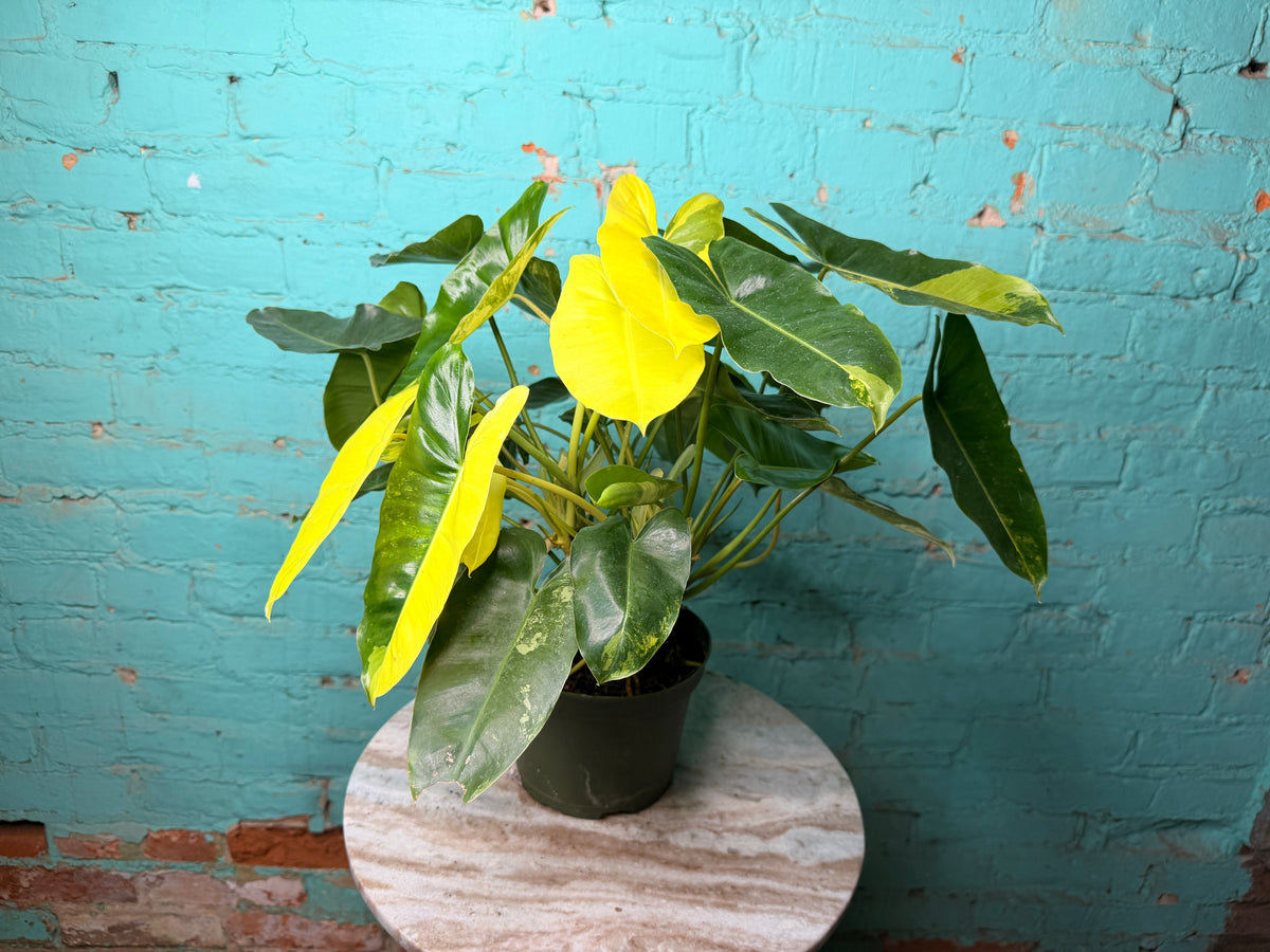Philodendron Burle Marx Variegated 6”