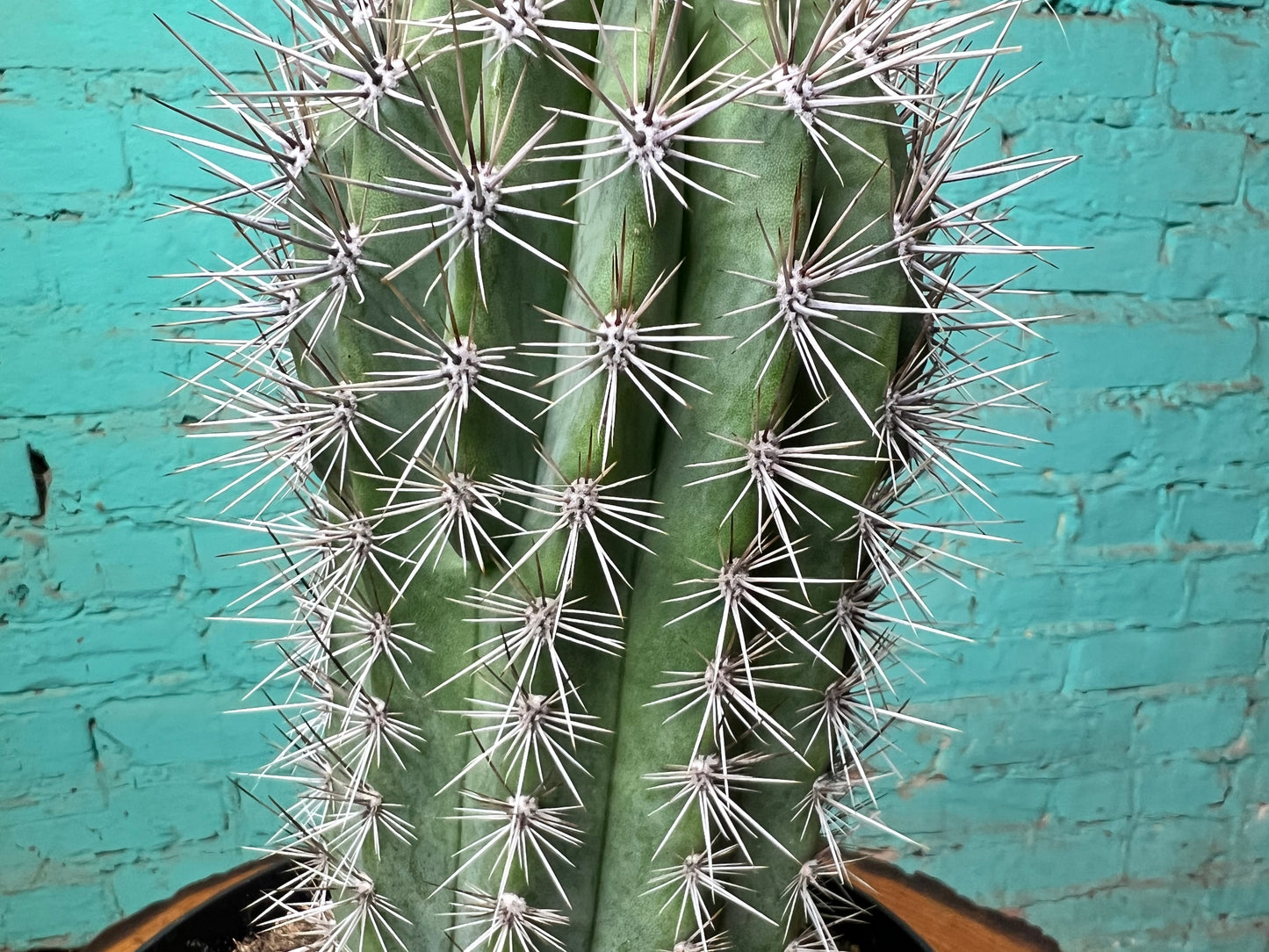 Pachycereus Pringlei