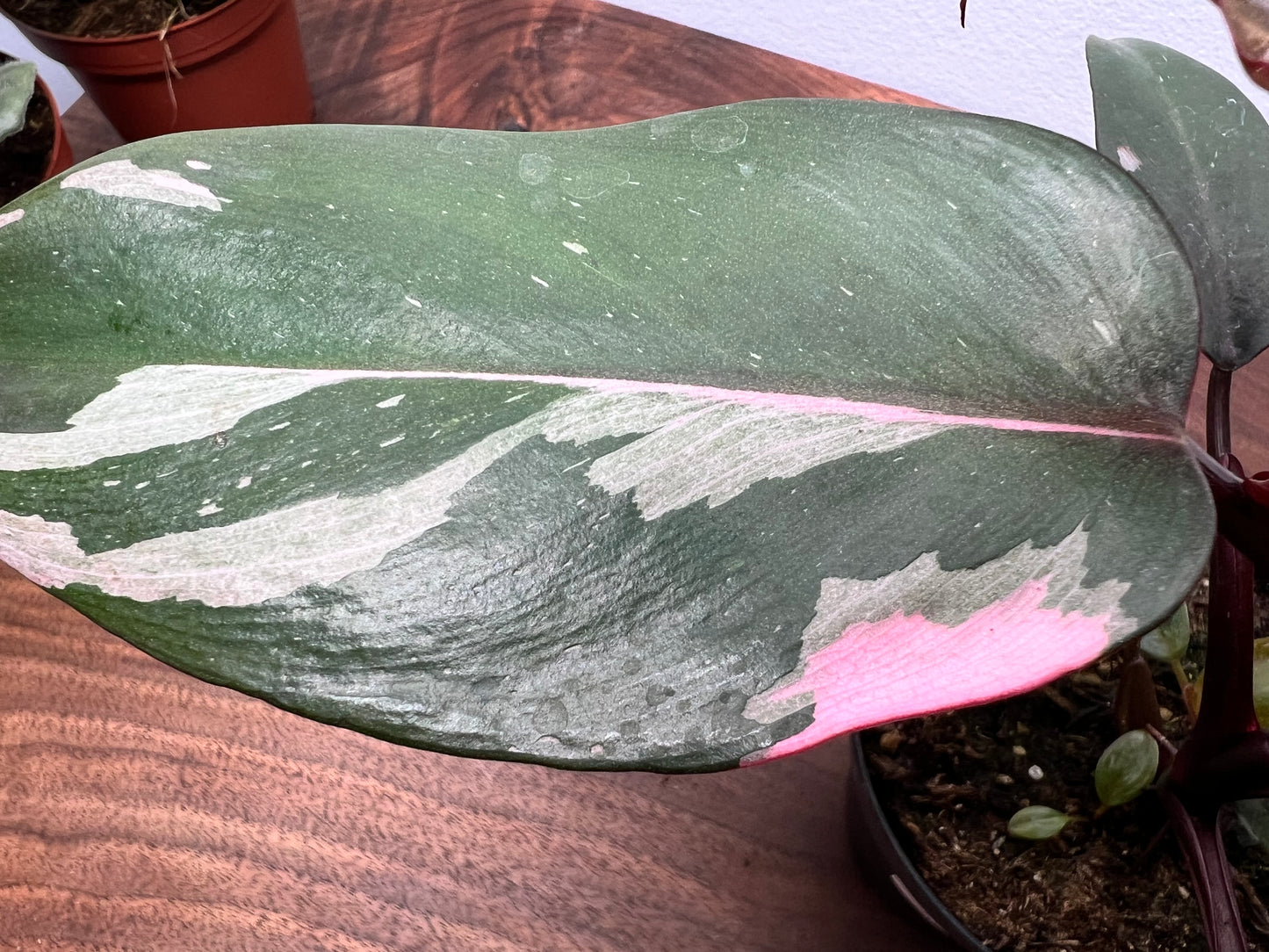 Philodendron-Pink princess 4”