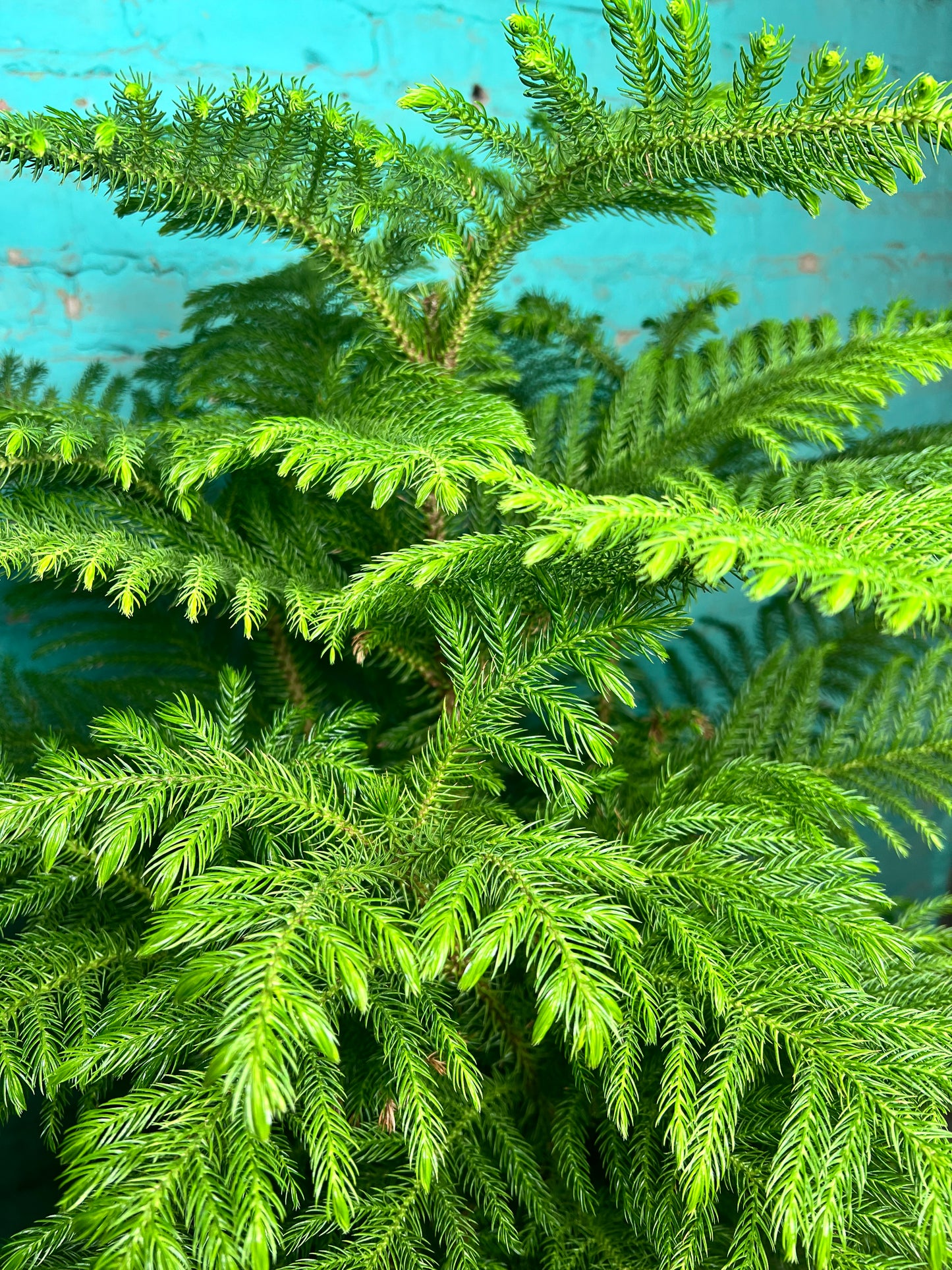 Norfolk Pine 10”