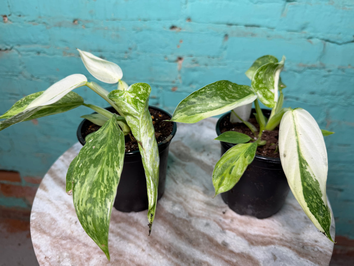 Philodendron ‘Jose Buono’ Albo 4”
