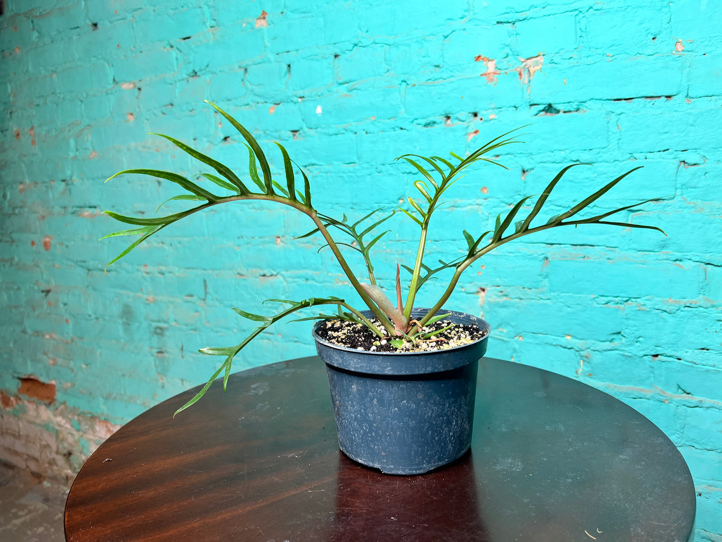 Philodendron Tortum 6”