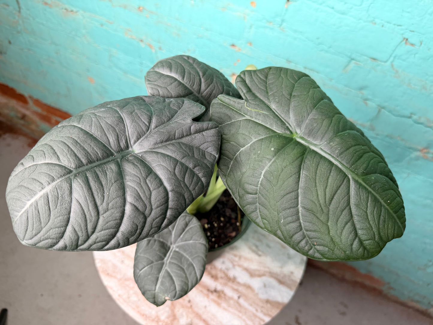 Alocasia Maharan 6” ‘Grey Dragon