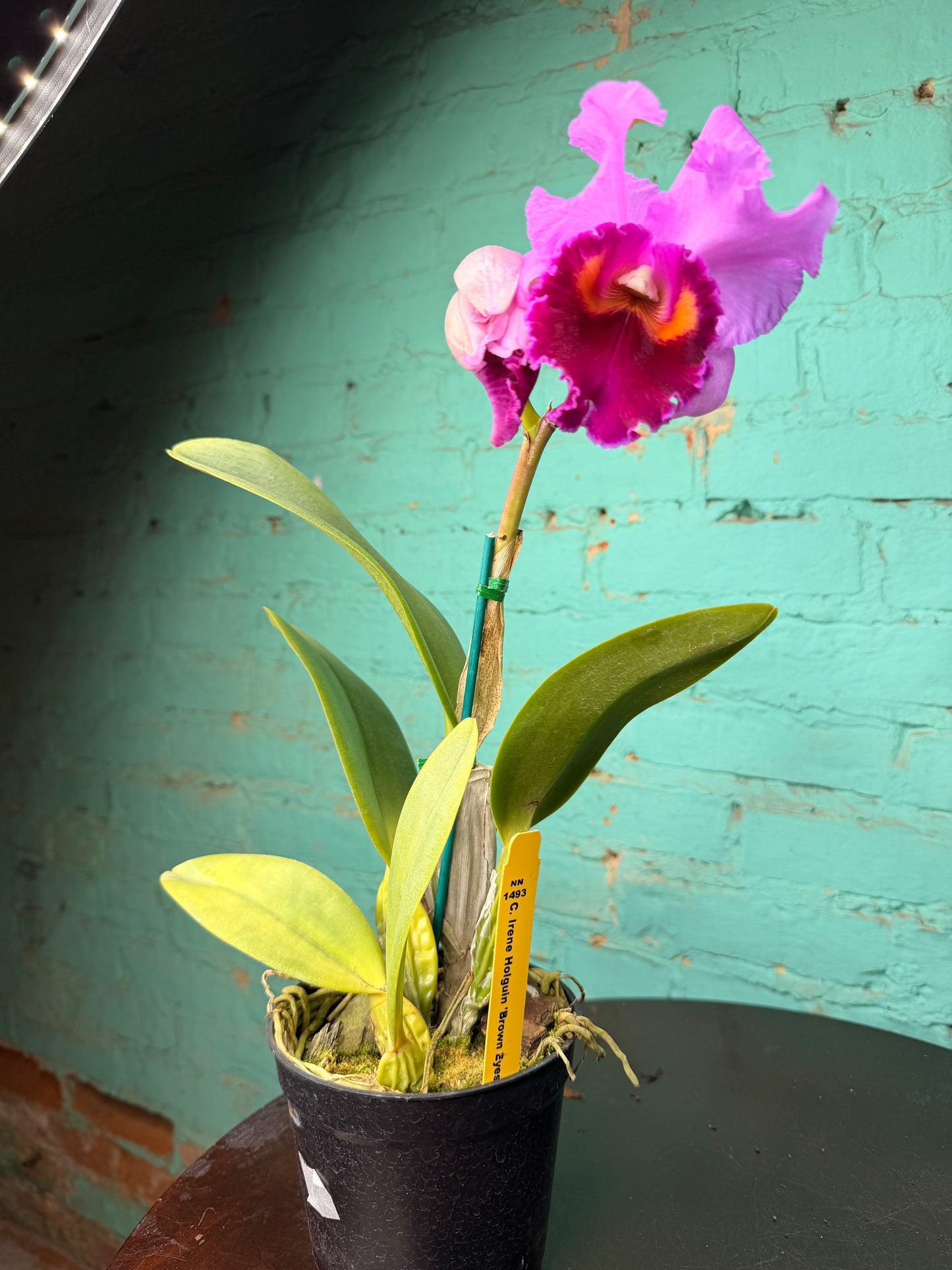 Cattleya Irene Holguin ‘Brown Eyes’ Orchid