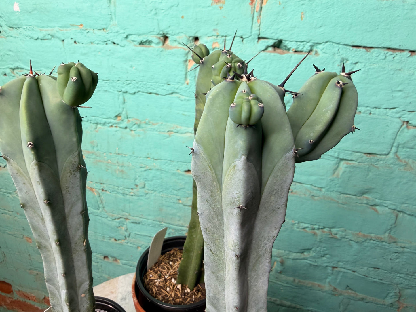 Myrtillocactus Geometrizans 4” “Blue candle Cactus
