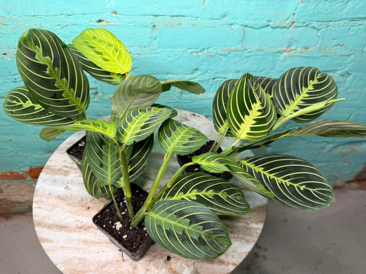 Maranta Prayer Plant “lemon lime” 3”