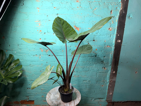 Alocasia Metalhead 6”