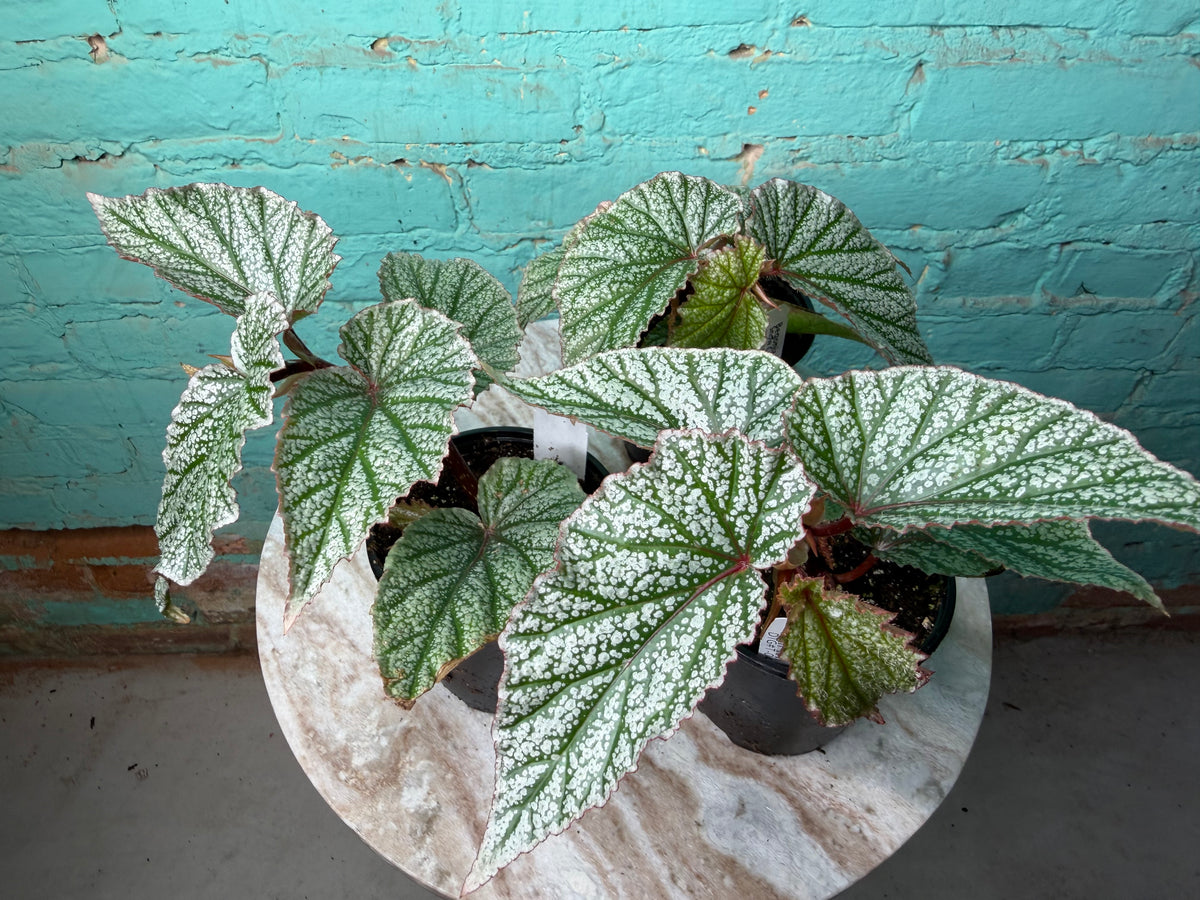Begonia Snow Capped 4”