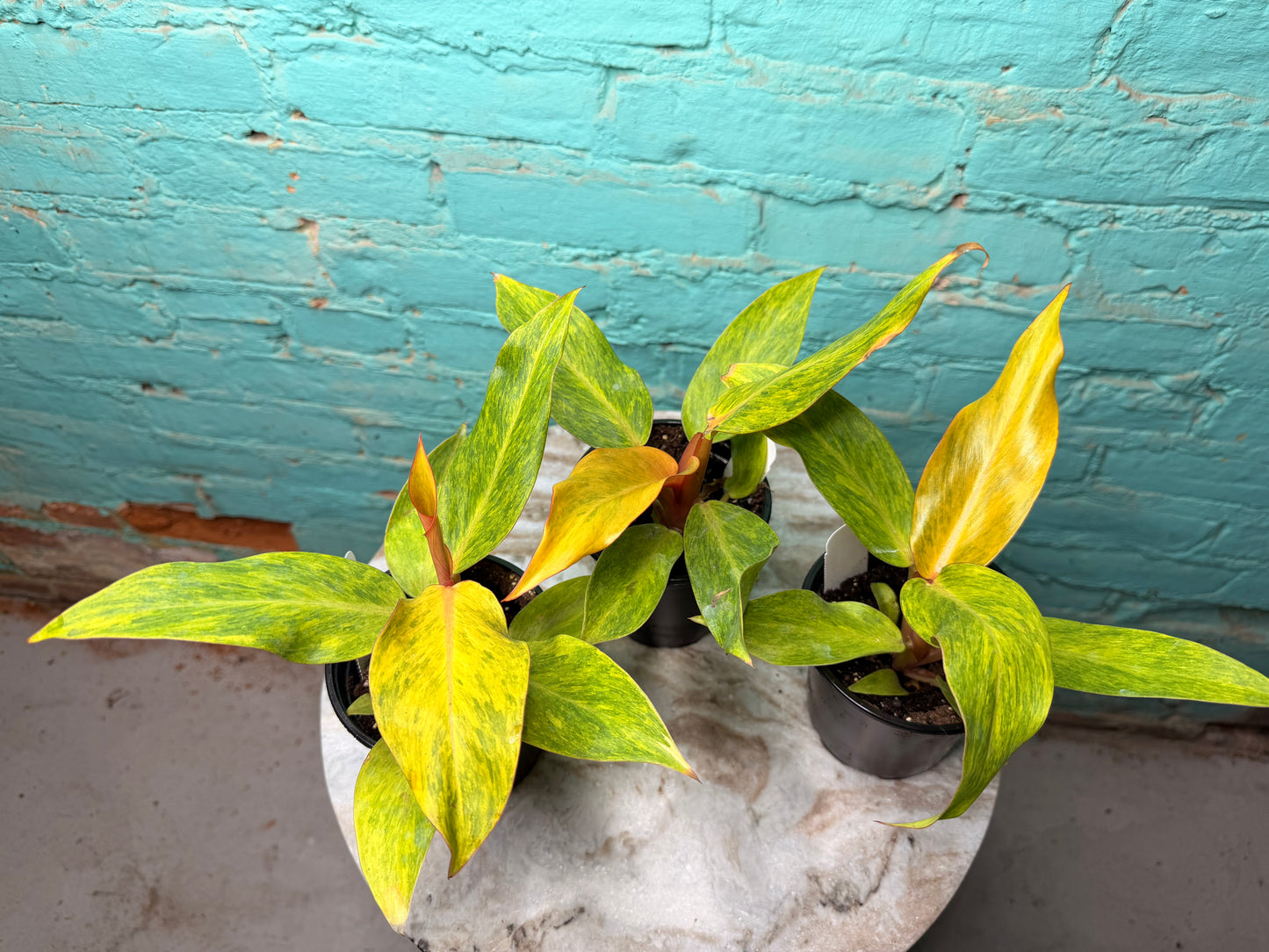 Philodendron Orange Marmalade 4”
