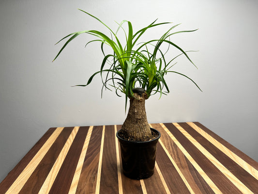 Ponytail Palm 4”