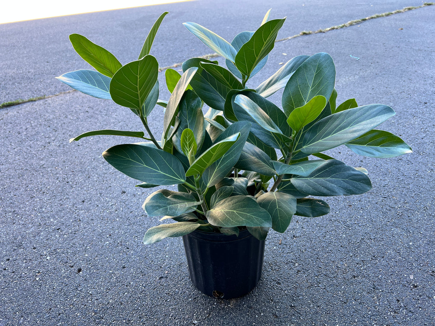 Ficus Audrey 8”