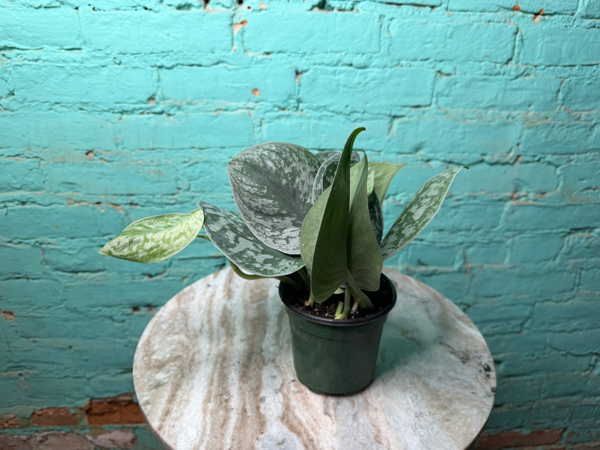Scindapsus Pictus (Satin Pothos) 4”
