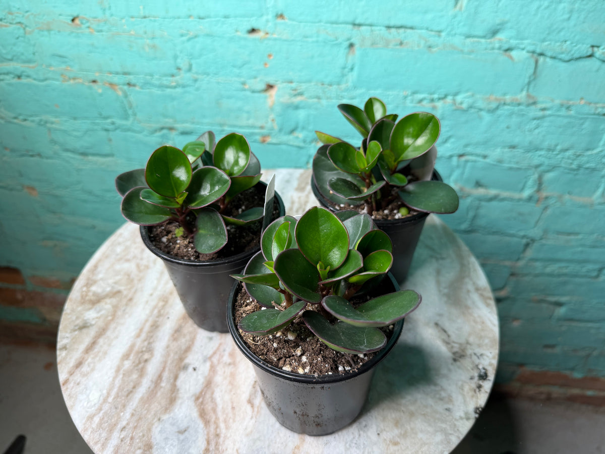 Peperomia Obtusifolia Green 4”