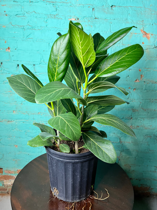 Ficus Audrey 8”