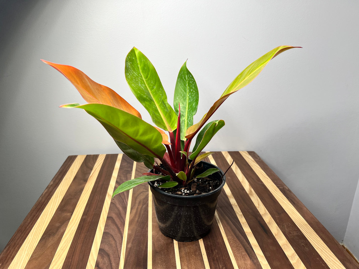 Philodendron Prince Of Orange 6”