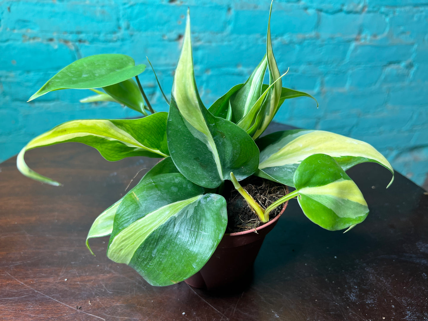 Philodendron Silver Stripe 4”