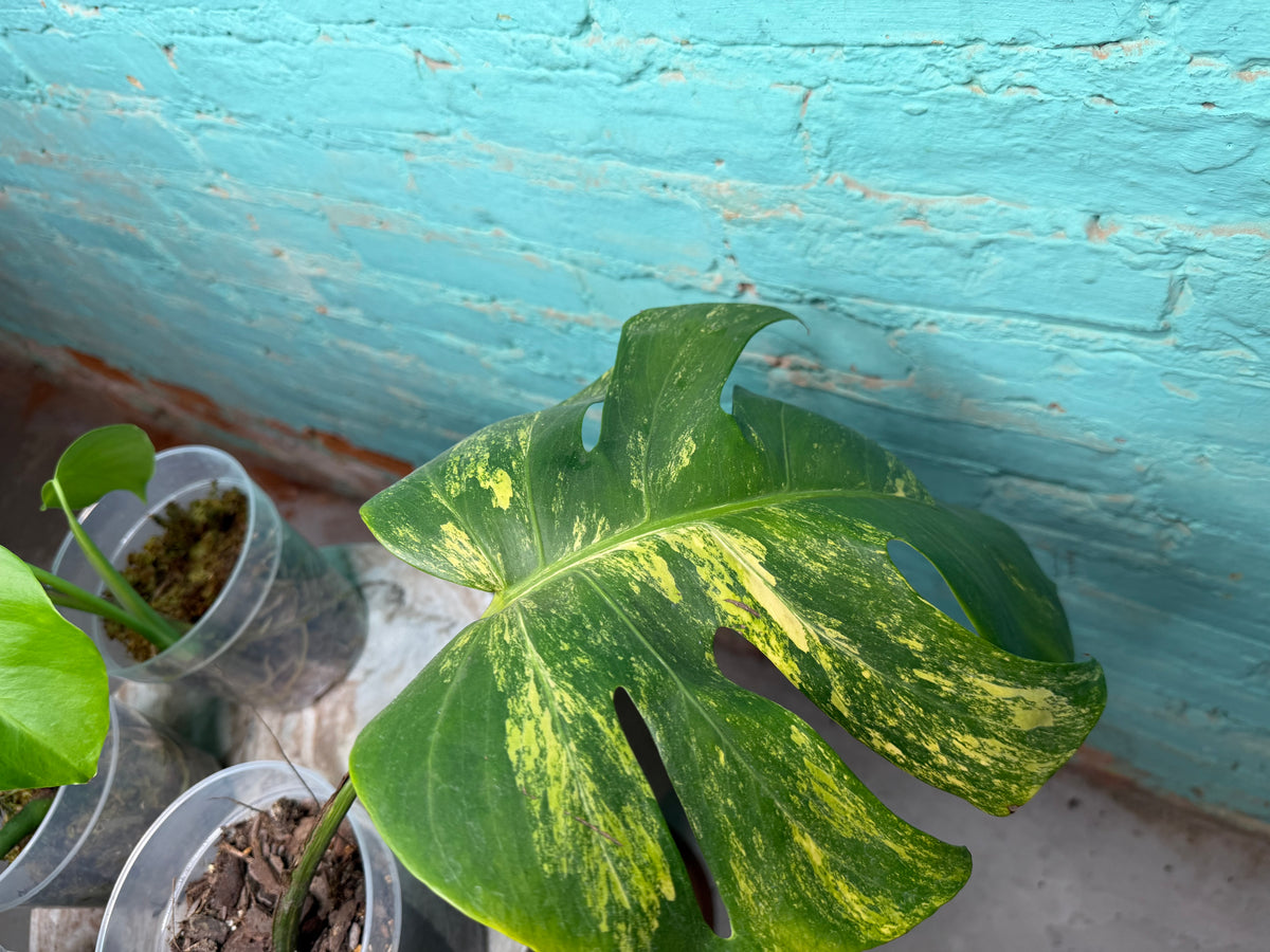 Monstera Deliciosa Aurea cutting