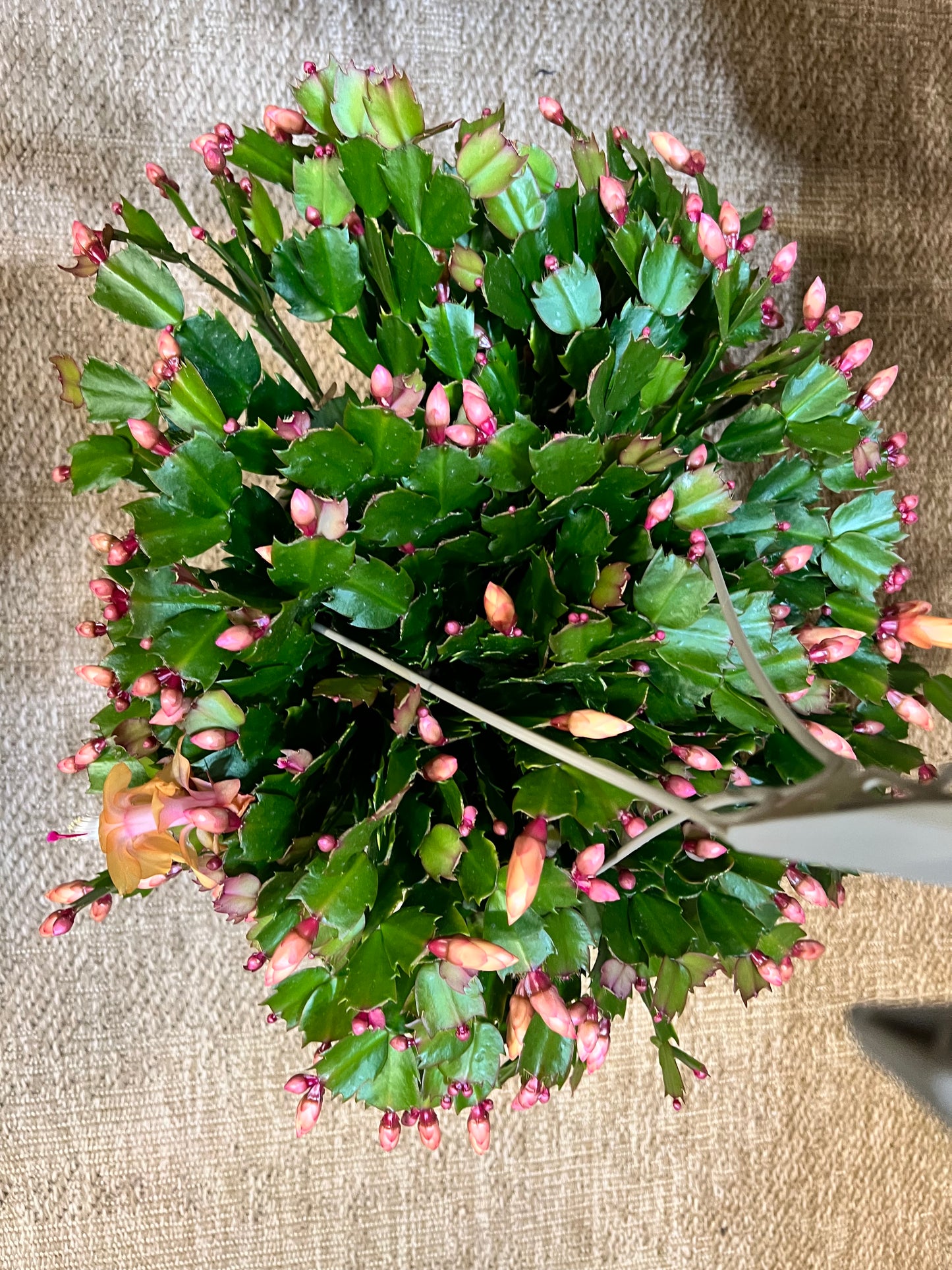 Christmas Cactus 10” basket