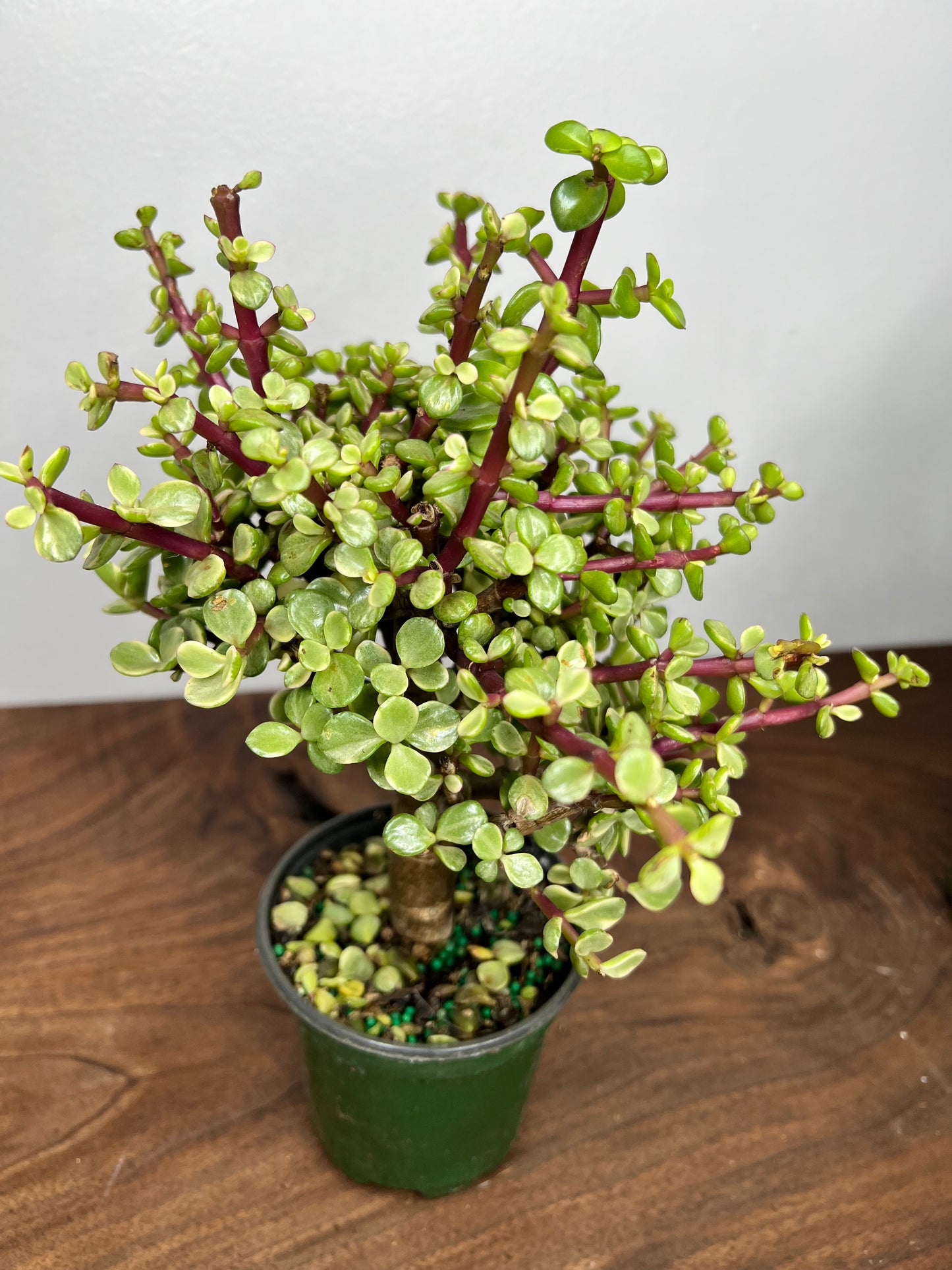 Jade Bonsai